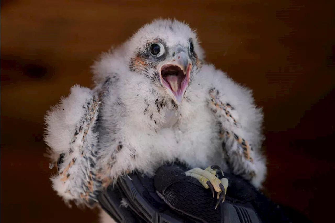 Chicks get bands in latest chapter of peregrine falcon restoration