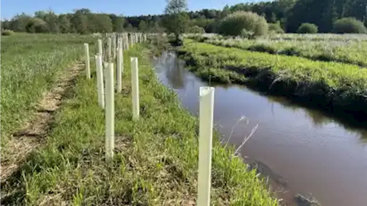 Ökologische Aufwertung der Delme in Delmenhorst: 450 Erlen gepflanzt