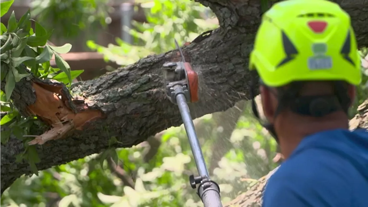 Tree trimmers face overwhelming demand in aftermath of destructive storm