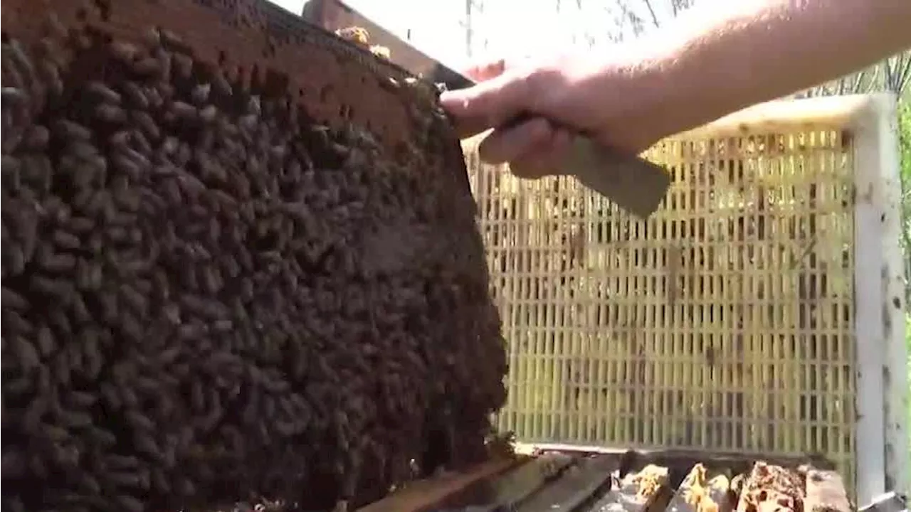 Honey bees' play a crucial role in pollination this time of year