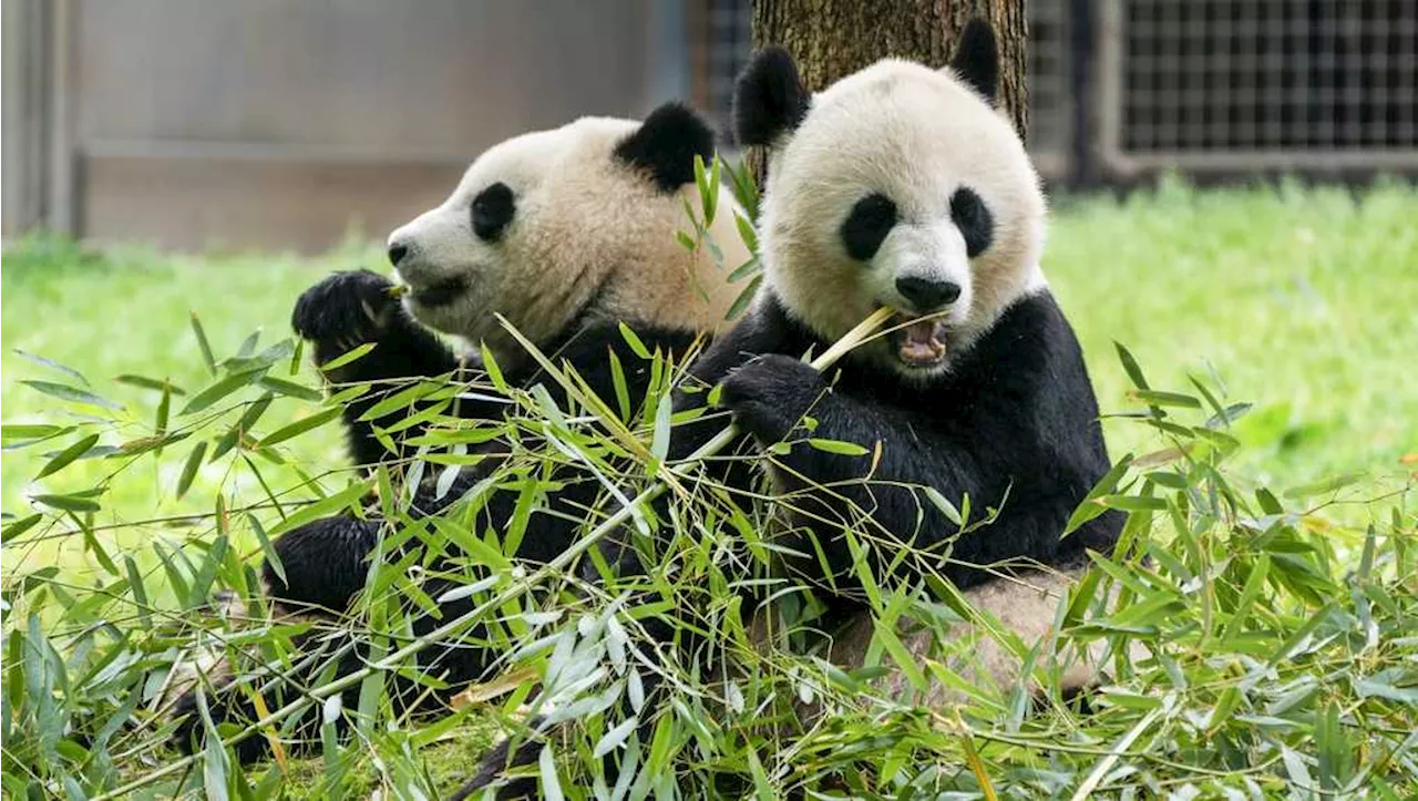 Smithsonian says 2 new giant pandas returning to Washington's National Zoo from China by end of year