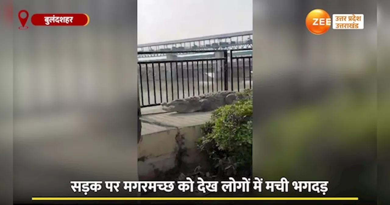 Viral Video: नहर से निकलकर सड़क पर घूमने निकला मगरमच्छ, राहगीरों में मच गई भगदड़