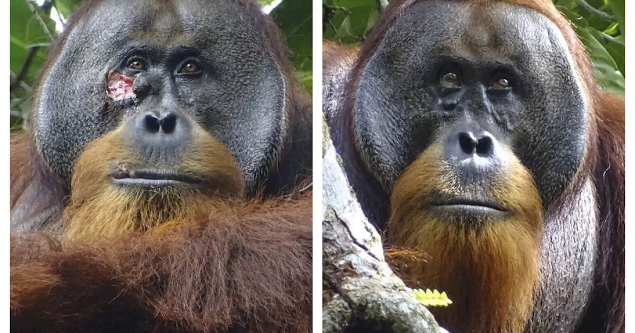 A wild orangutan used a medicinal plant to treat a wound