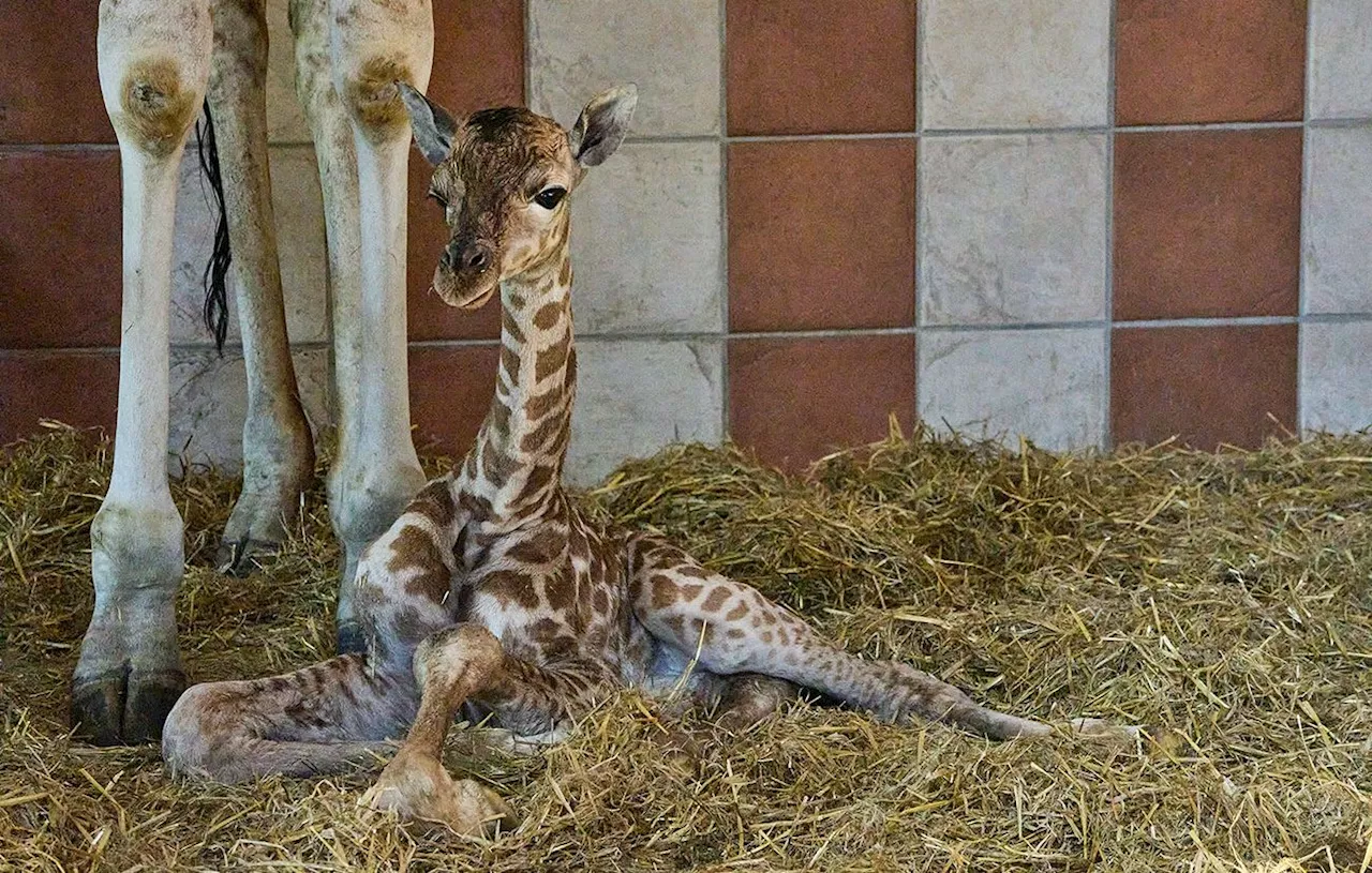 Charente-Maritime : Un girafon nommé Gustave est né au zoo de la Palmyre