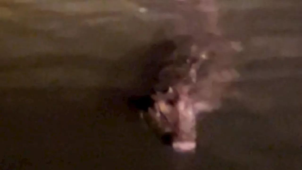 ‘Habituated’ central Queensland crocodile targeted for removal after dangerous behaviour