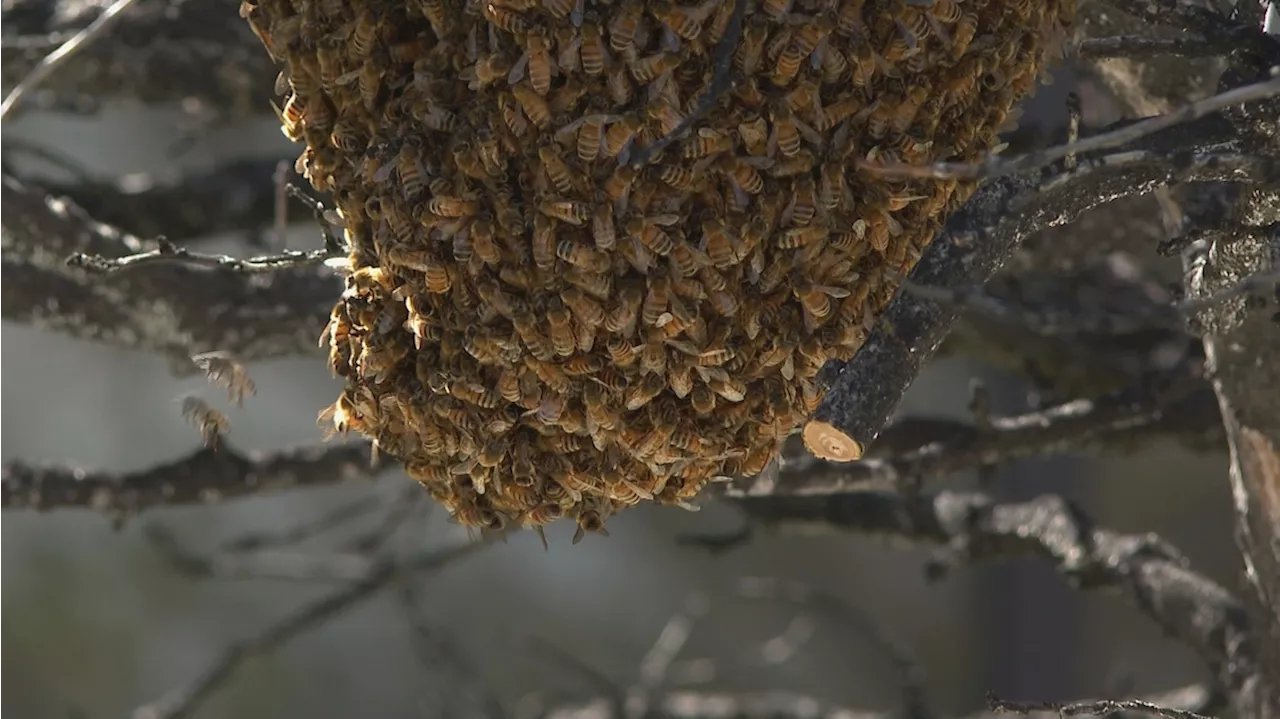 'Let’s rescue them' | Honeybee swarms arrive early in Colorado