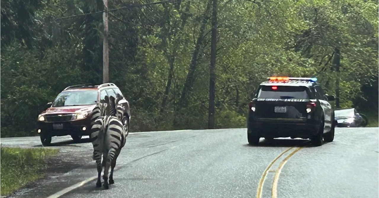 'Keep away': Zebra on the loose after escaping from trailer in US