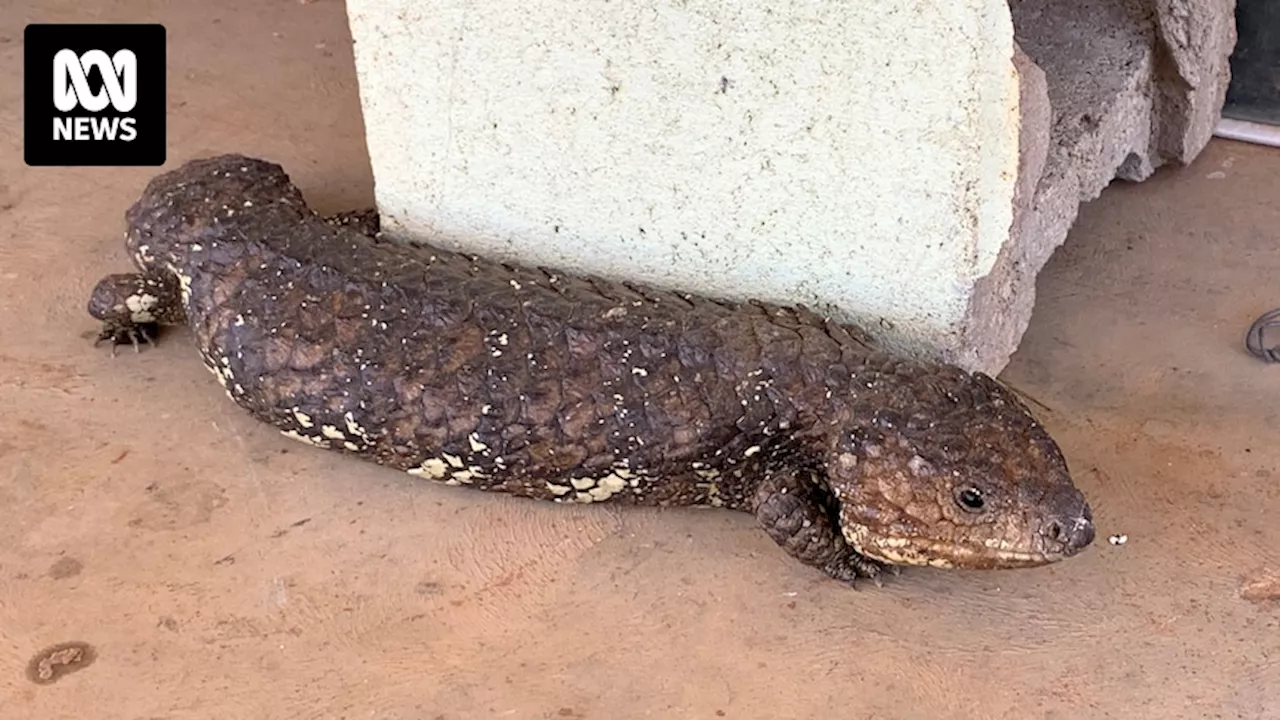 Jye Ronald Pendrick arrested in Humula, NSW, after police find guns, drugs and protected blue-tongue lizards