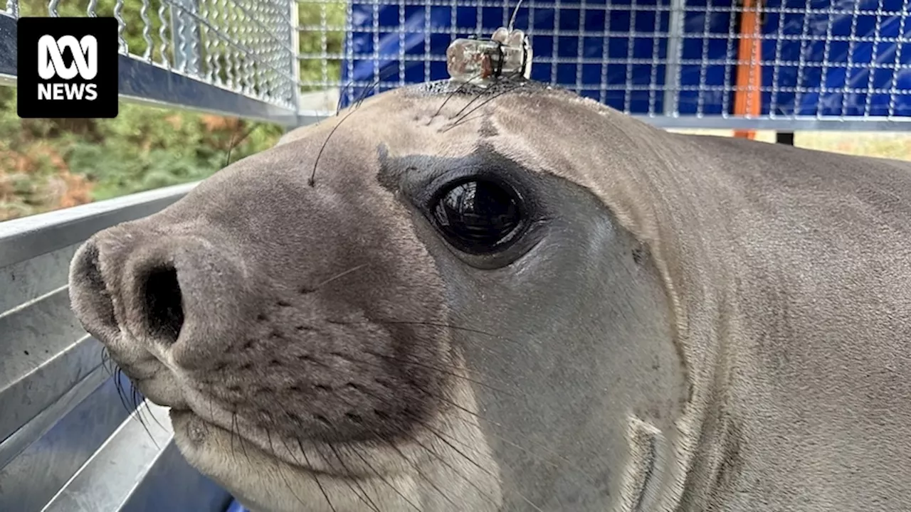 'Neil the seal' back on dry land again in Tasmania with authorities pleading for commonsense from onlookers, lest drastic action need be taken