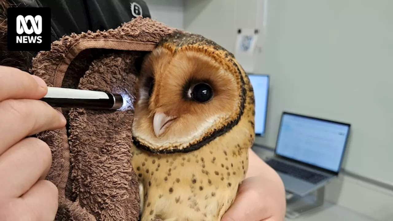 Rare Tasmanian masked owl rescued from Hobart roof in joint effort by wildlife rescue, builder and painter