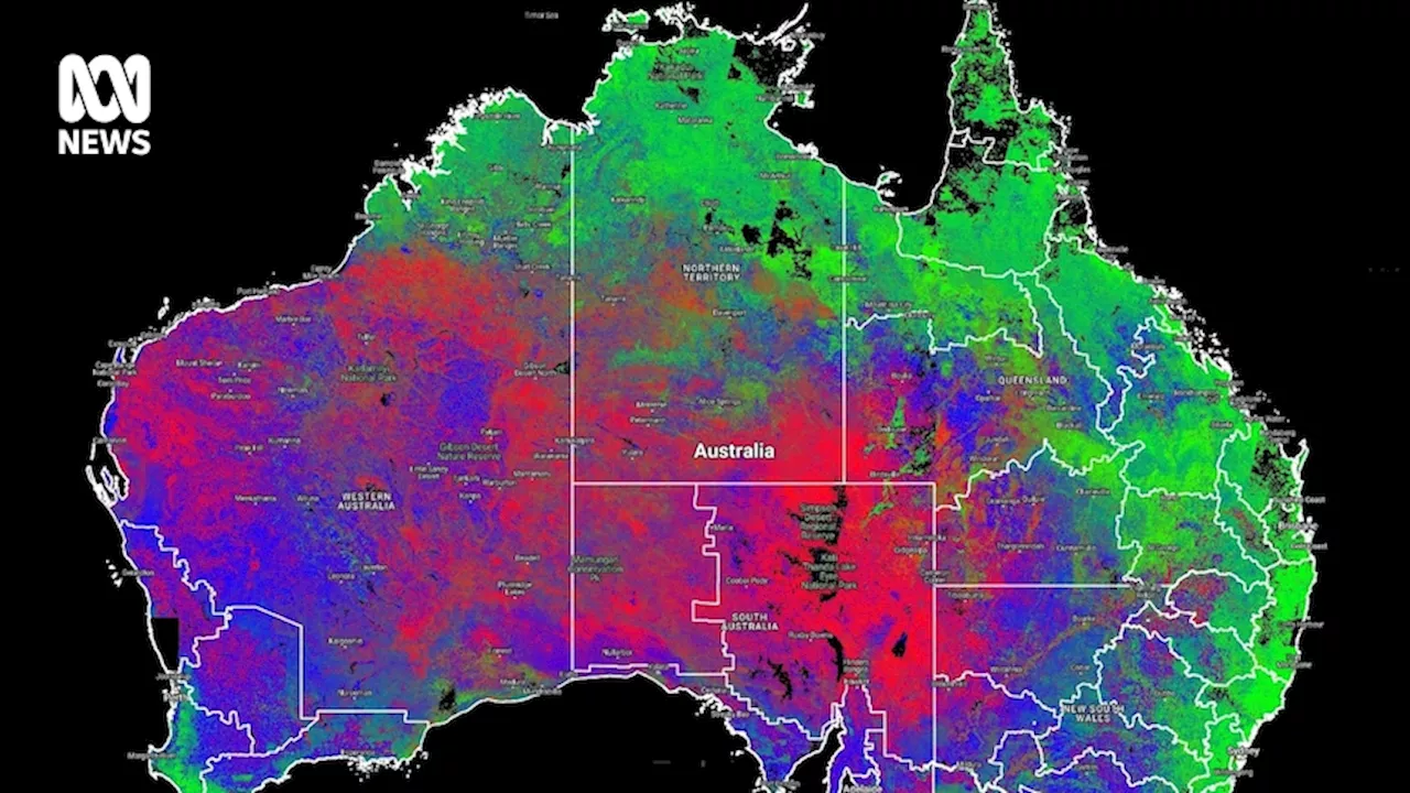 Satellite images show 'phenomenal' pasture growth for cattle stations after strong wet season