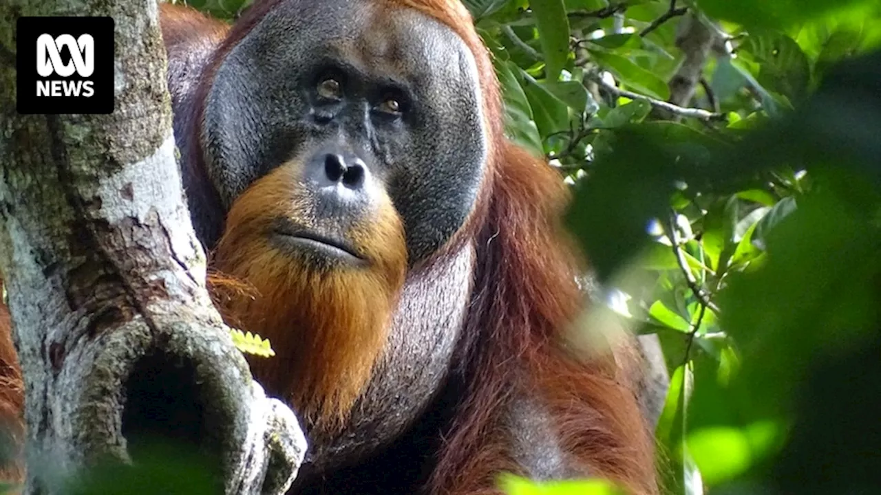 Sumatran orangutan becomes first wild animal seen using medicinal plant to treat wound