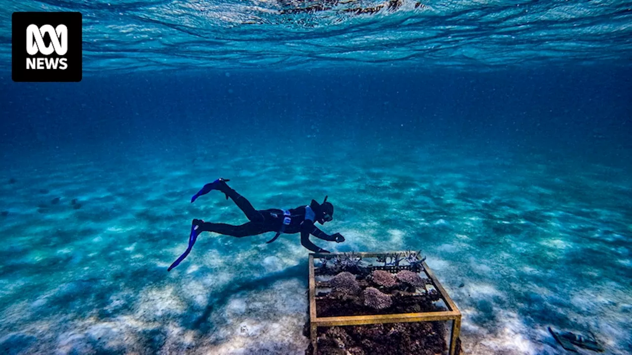 There's a soundtrack to our coral reefs and scientists are hopeful it can encourage coral regrowth