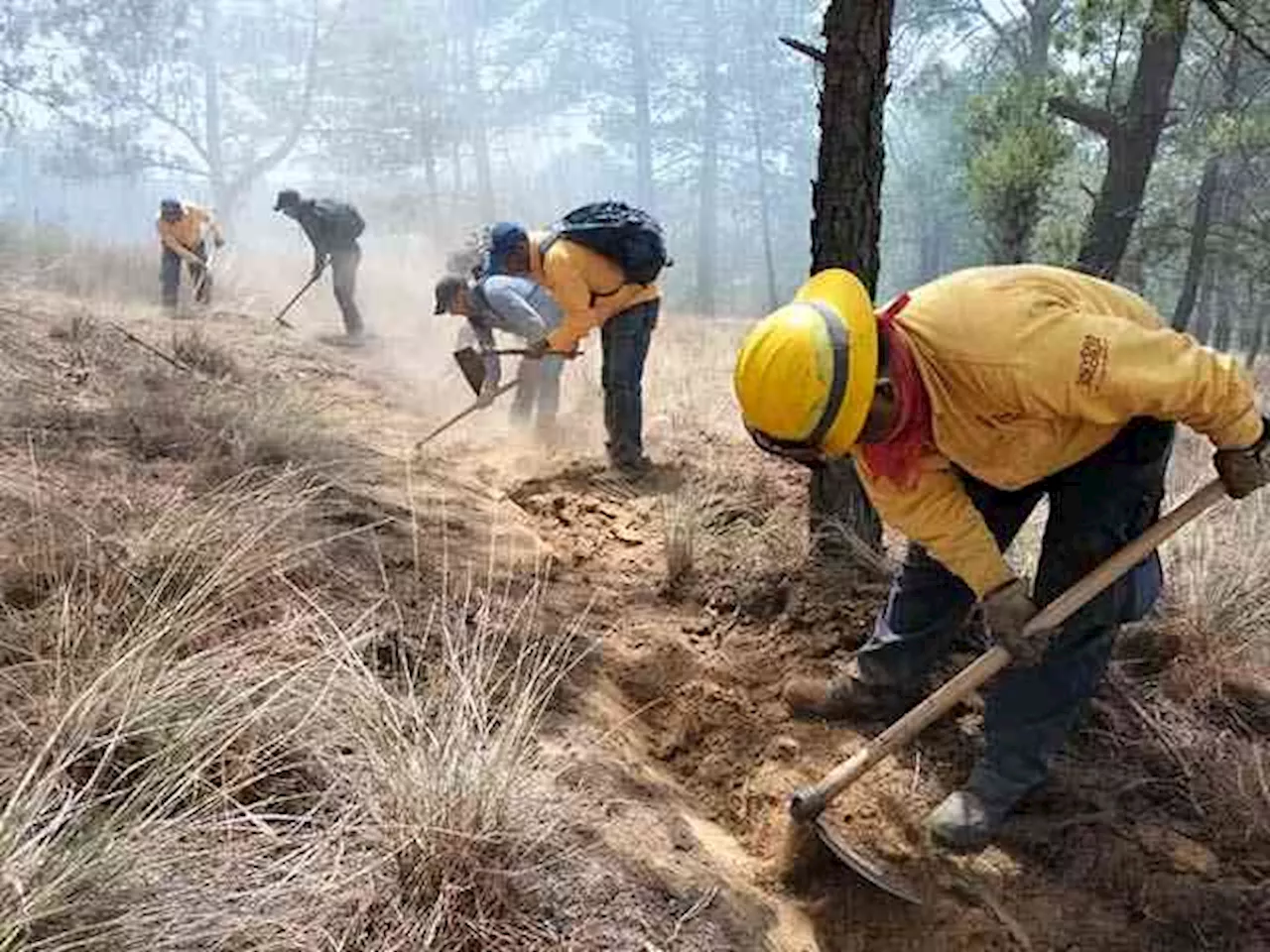 Convoca CONAFOR al Premio Nacional al Mérito Forestal 2024