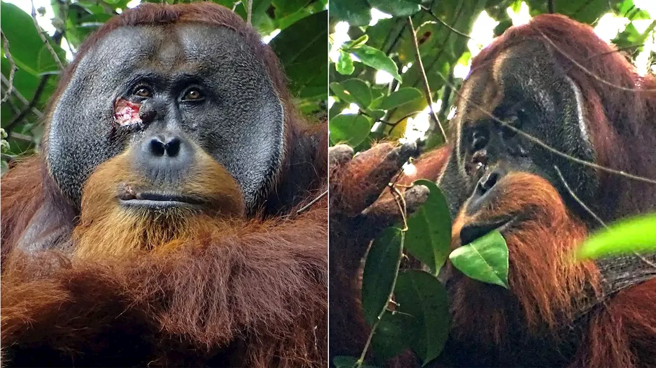 Study: Orangutan 1st wild animal seen treating injury with medicinal plant