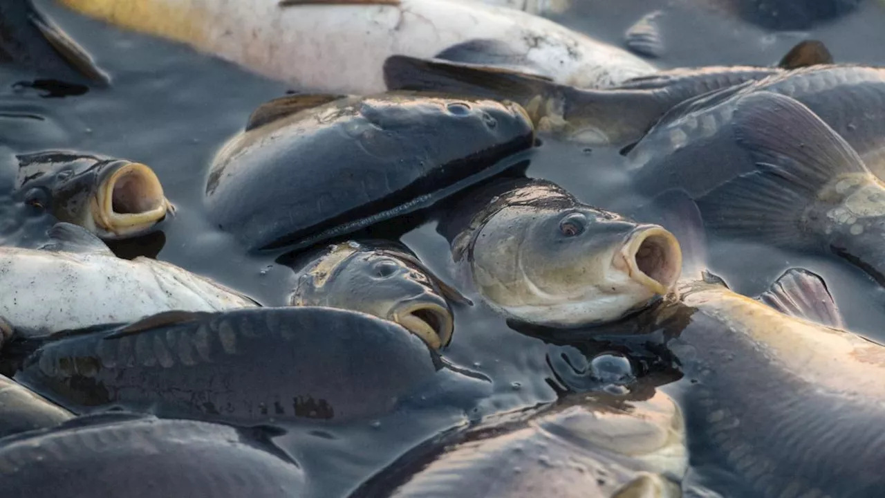 80 tote Fische im Wald: Mann legt Geständnis ab