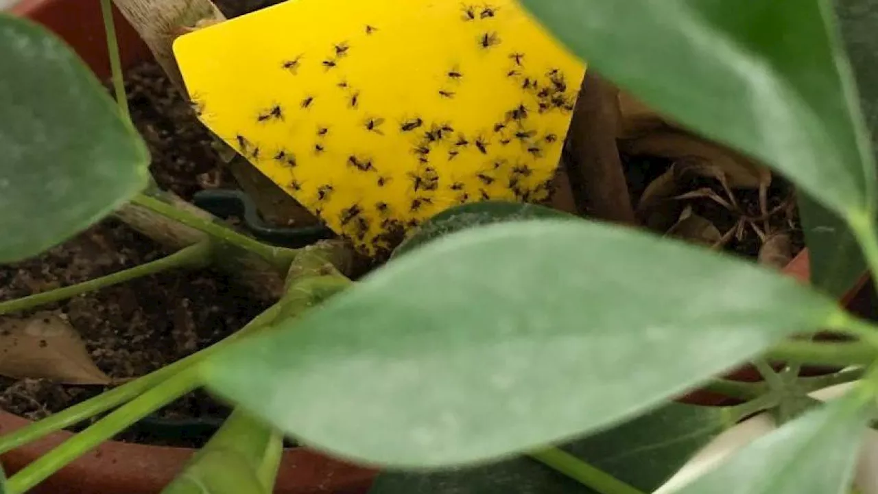 Trauermücken loswerden: Die besten Mittel gegen Fliegen in der Blumenerde