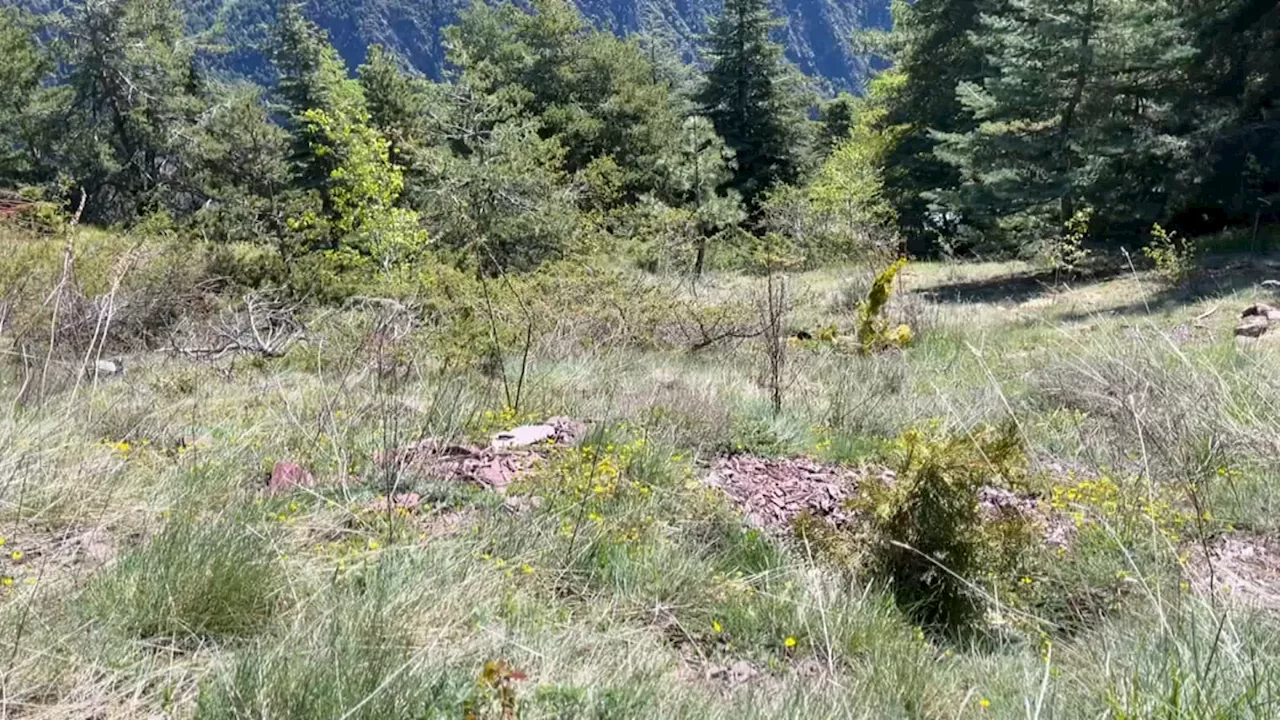 Après les intempéries hivernales dans la vallée de la Tinée, l'arboretum de Roure renaît