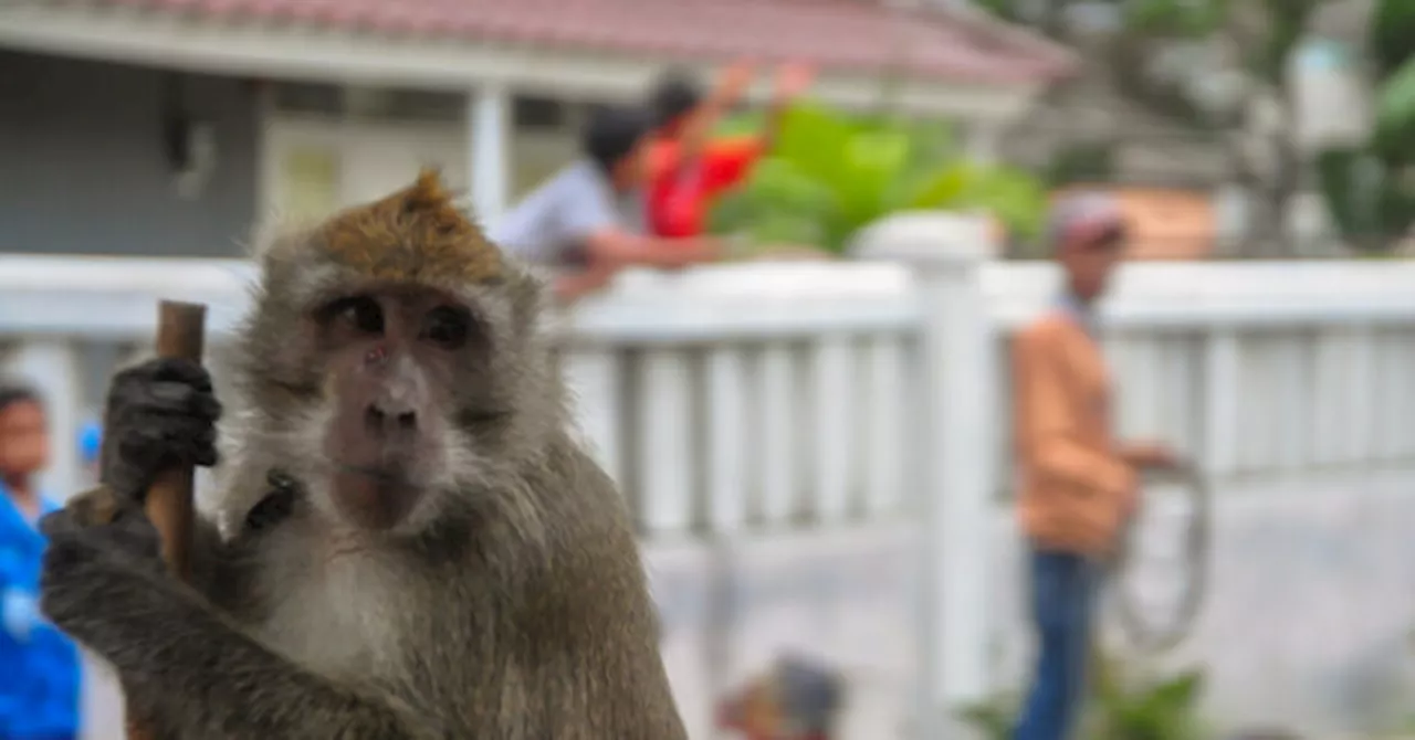 VIDEO — ‘This Is Bananas’: Florida Monkey Sightings Have Neighbors on Edge