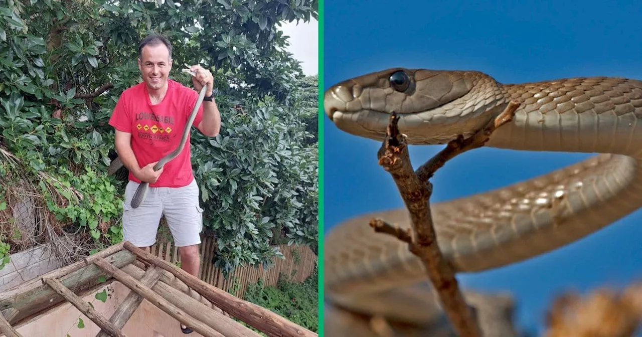 ‘Unhappy’ Big Black Mamba Hides in Leaf Blower, Nick Evans Details Catch