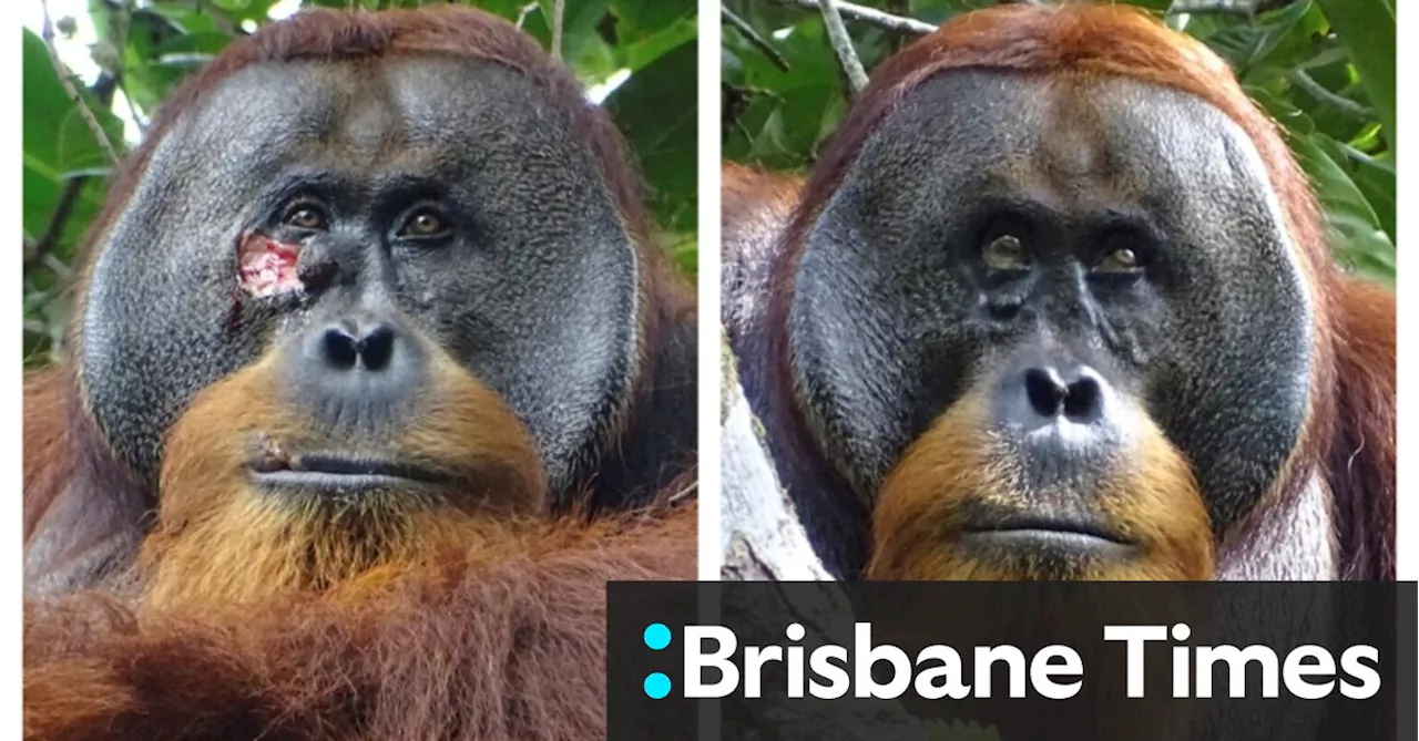 Wild first aid: Orangutan applies medicinal plant to treat facial wound