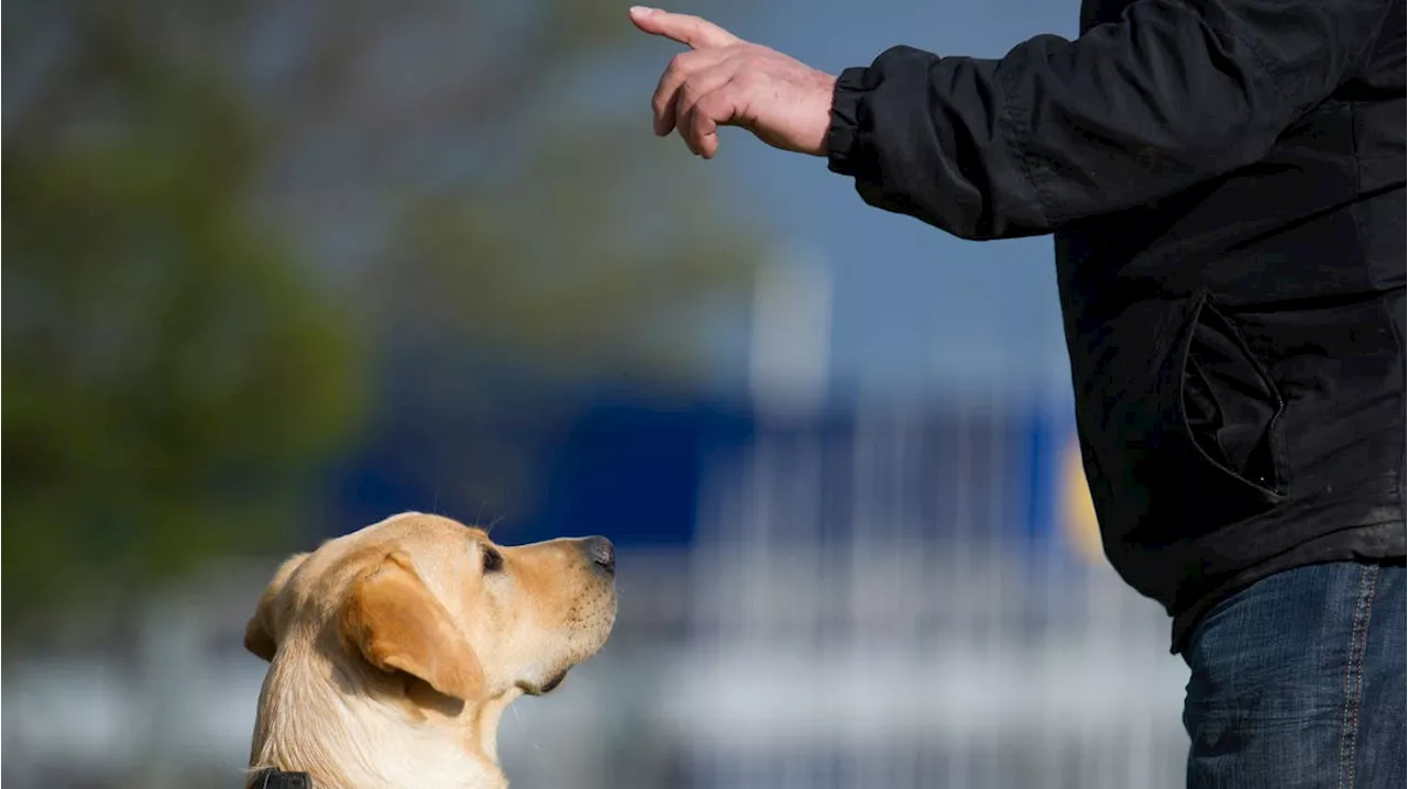 Wegen mehr aggressiver Hunde und Bissverletzungen: Kommt jetzt wieder eine Hundekurspflicht in Basel?