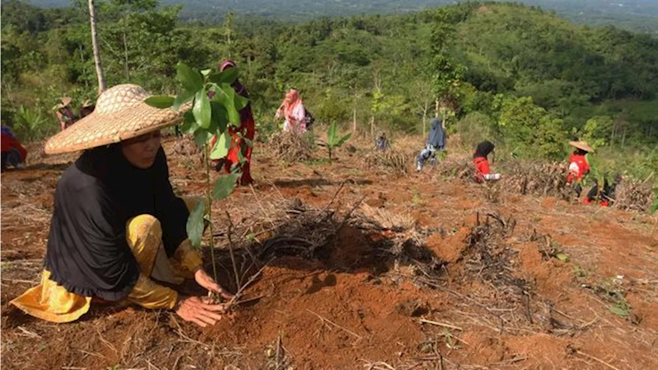 Telkom Pulihkan 82,1 Hektar Lahan Kritis Lewat Reboisasi