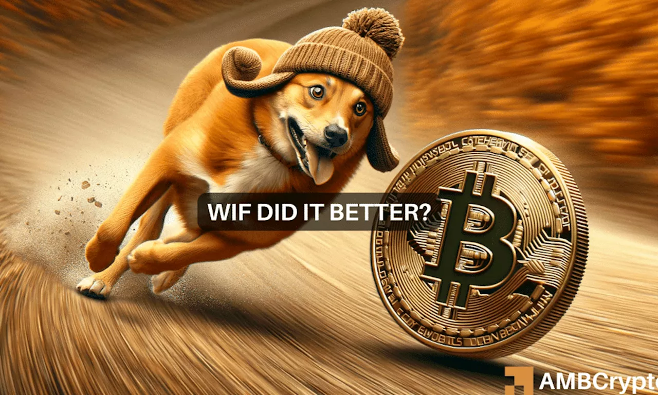 How WIF’s price outperformed Bitcoin on this important front