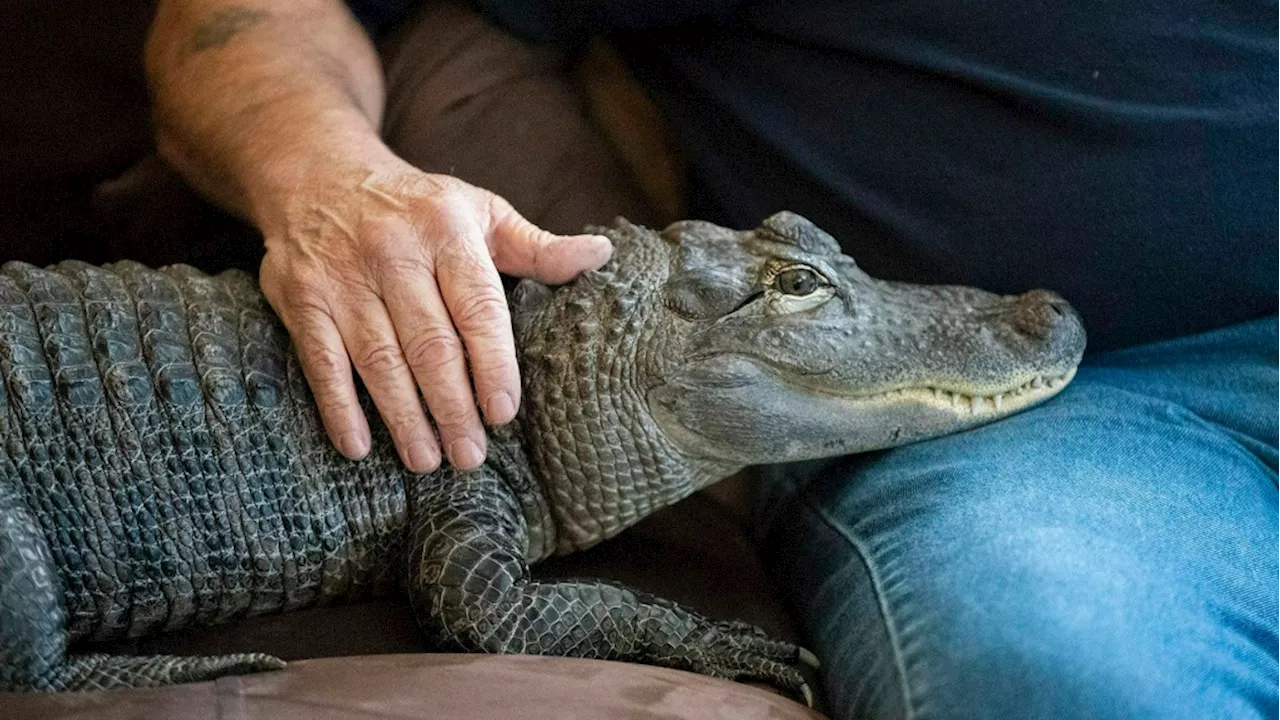 Wally, the emotional support alligator once denied entry to a baseball game, is missing