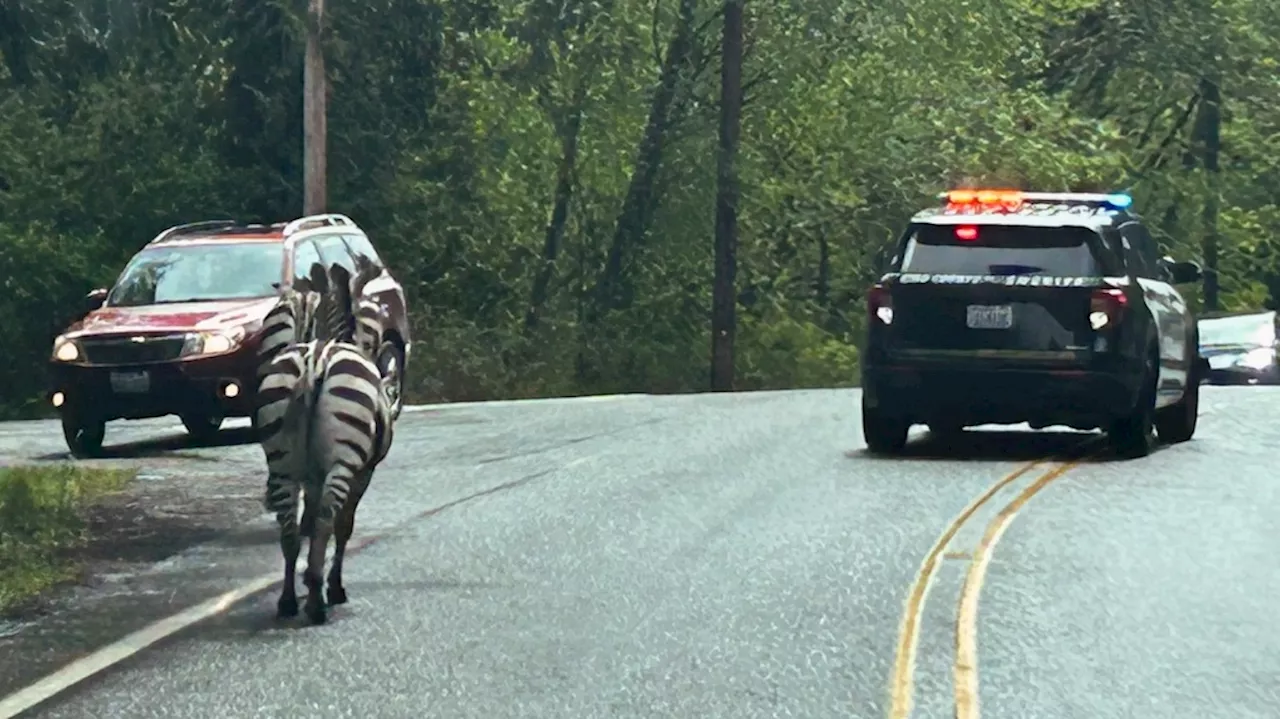 Zebra remains on the loose in Washington state as officials close trailheads to keep people away