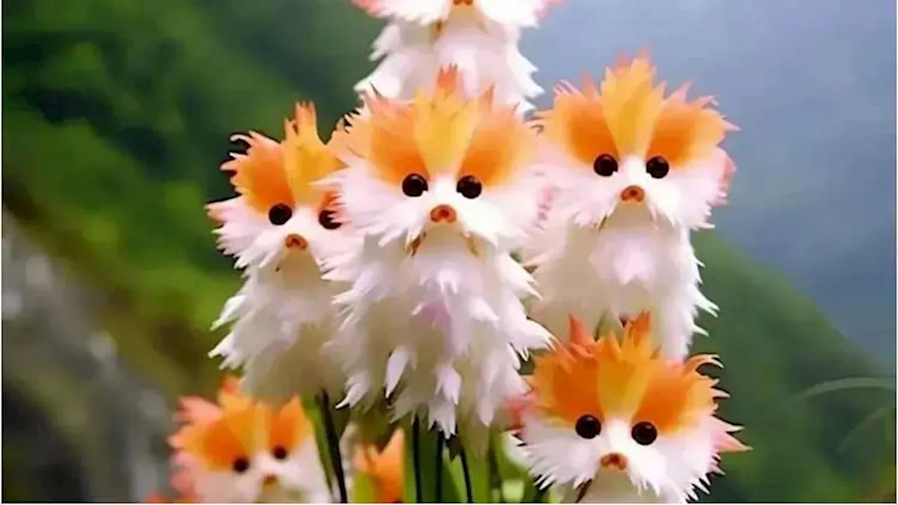 People are getting scammed into buying seeds of non-existent cat-face flowers