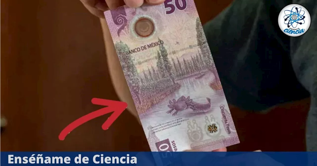 Ofrecen más de 3 MILLONES de pesos por el billete de 50 con esta peculiar CARACTERÍSTICA