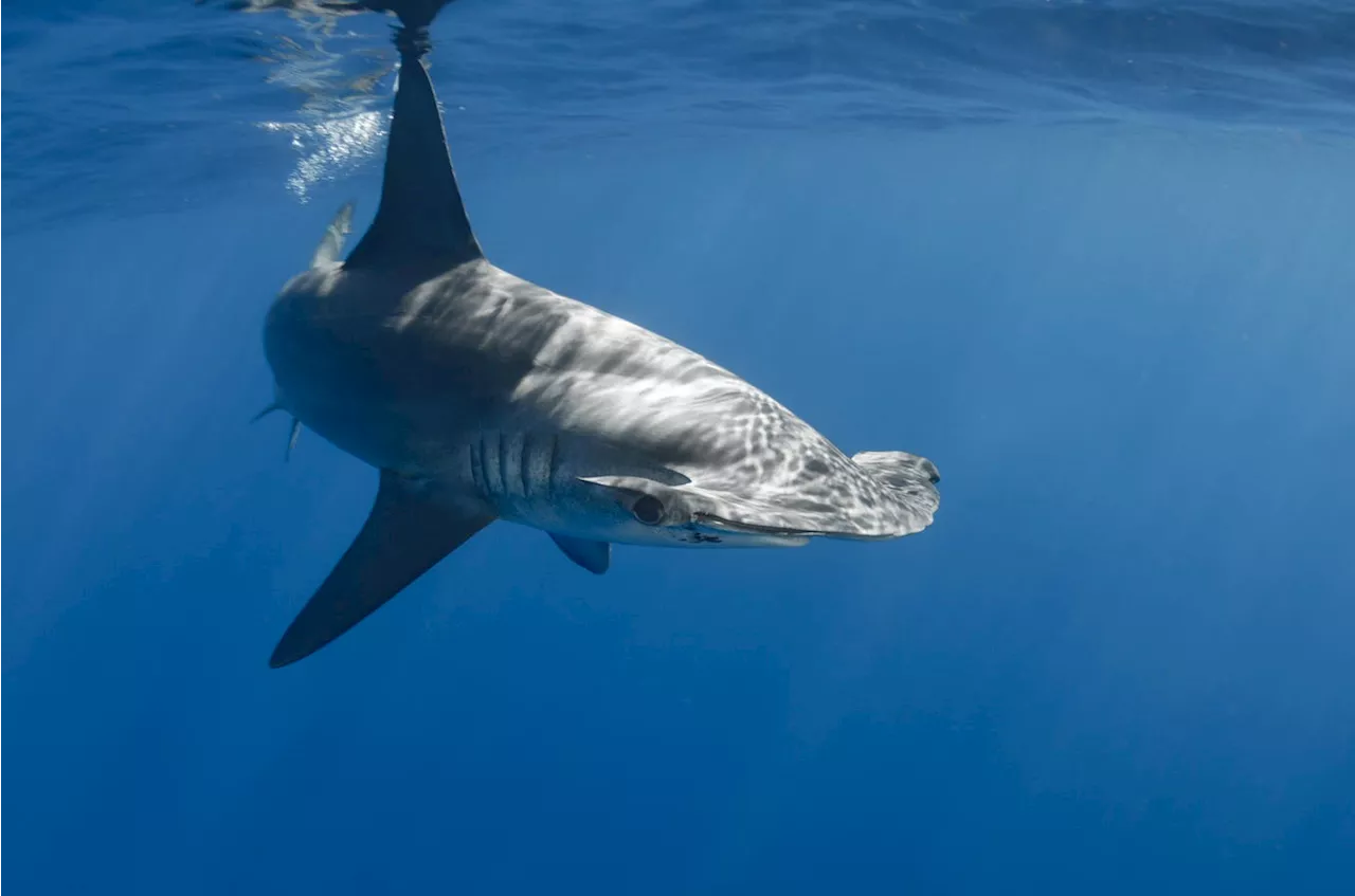 Potential Breeding Ground For Smooth Hammerhead Sharks Found In Galapagos