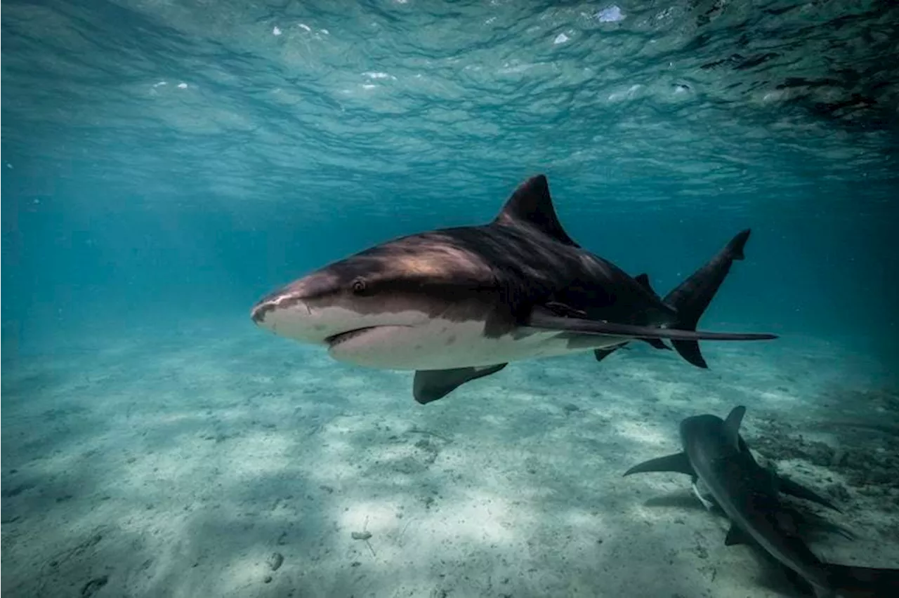 Rising Temperatures, Rising Sharks: Unraveling The Bull Shark Boom In Alabama