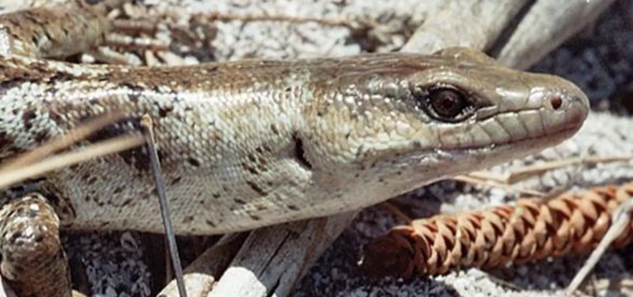 The Story Of How The Giant ‘Terror Skink’ Was Presumed Extinct, Then Rediscovered
