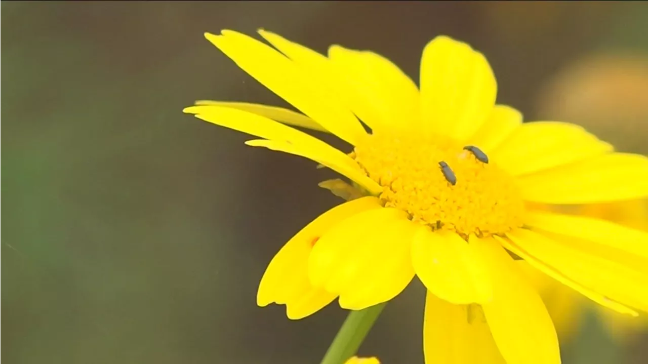 DEP begins spraying river areas to control black fly population