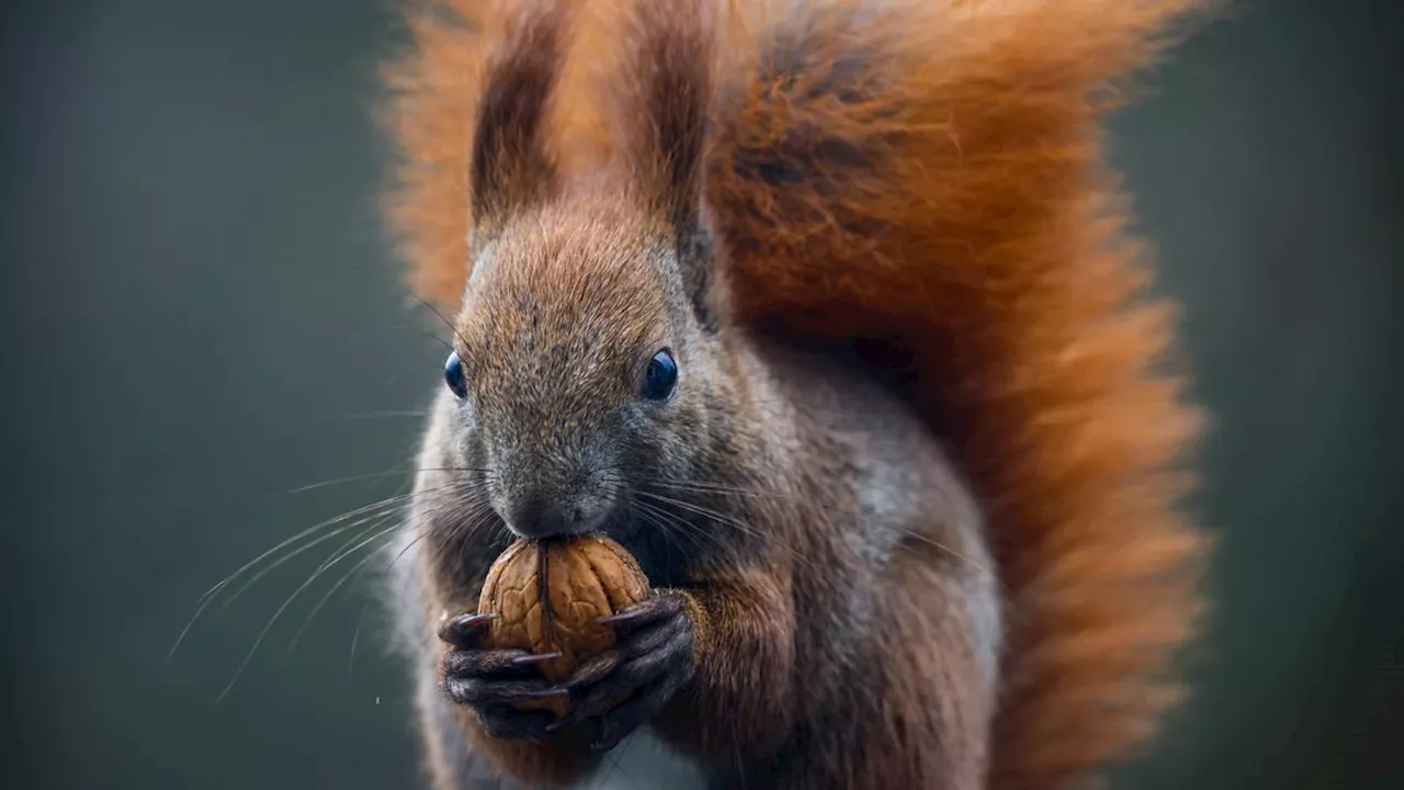 Leprosy in Medieval England Probably Came From Red Squirrels