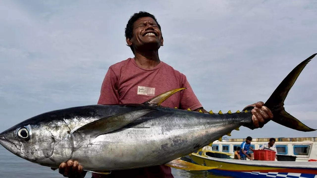 Tuna, Komoditas Unggulan yang Belum Berdaya Saing