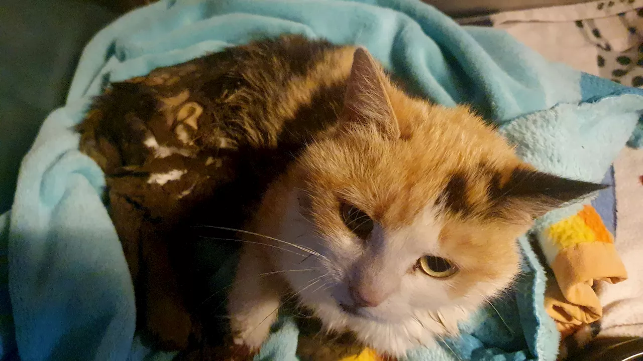 Katze schwer verletzt – tagelang half ihr niemand