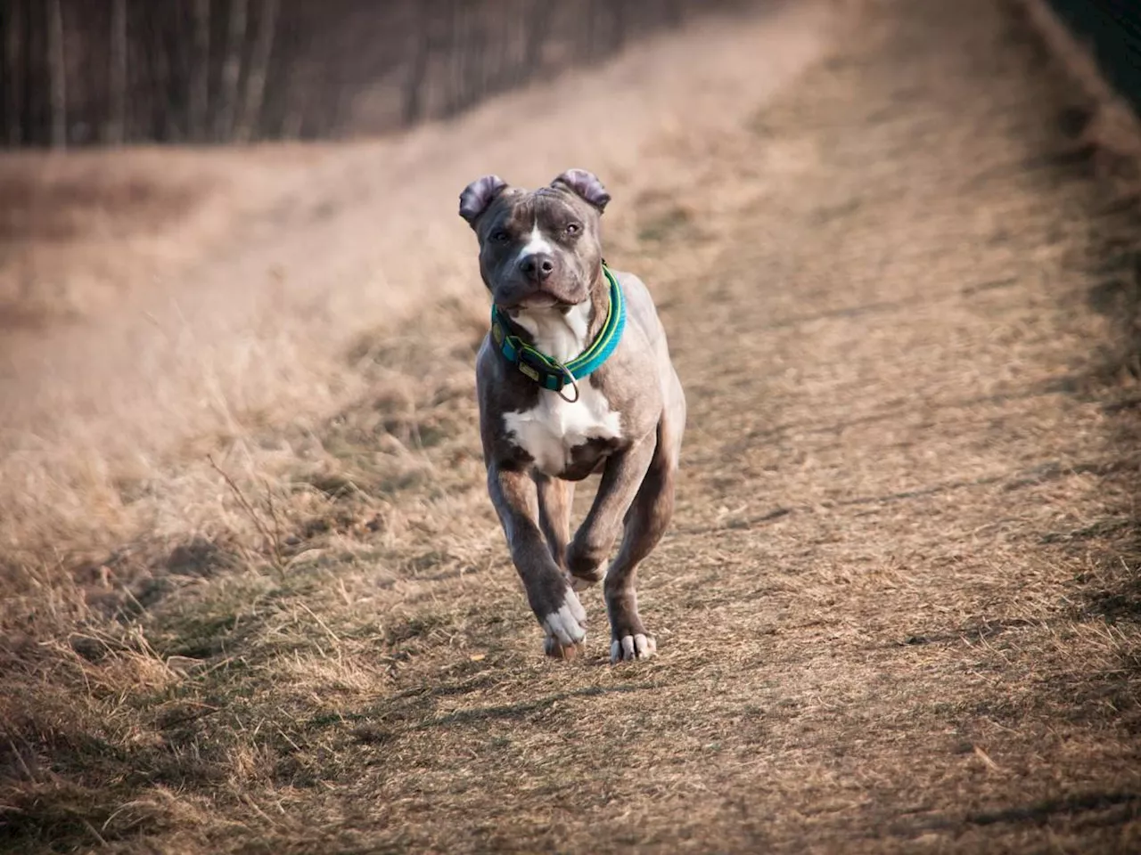 Frosinone, rapisce il figlio neonato e aizza un pitbull contro la polizia