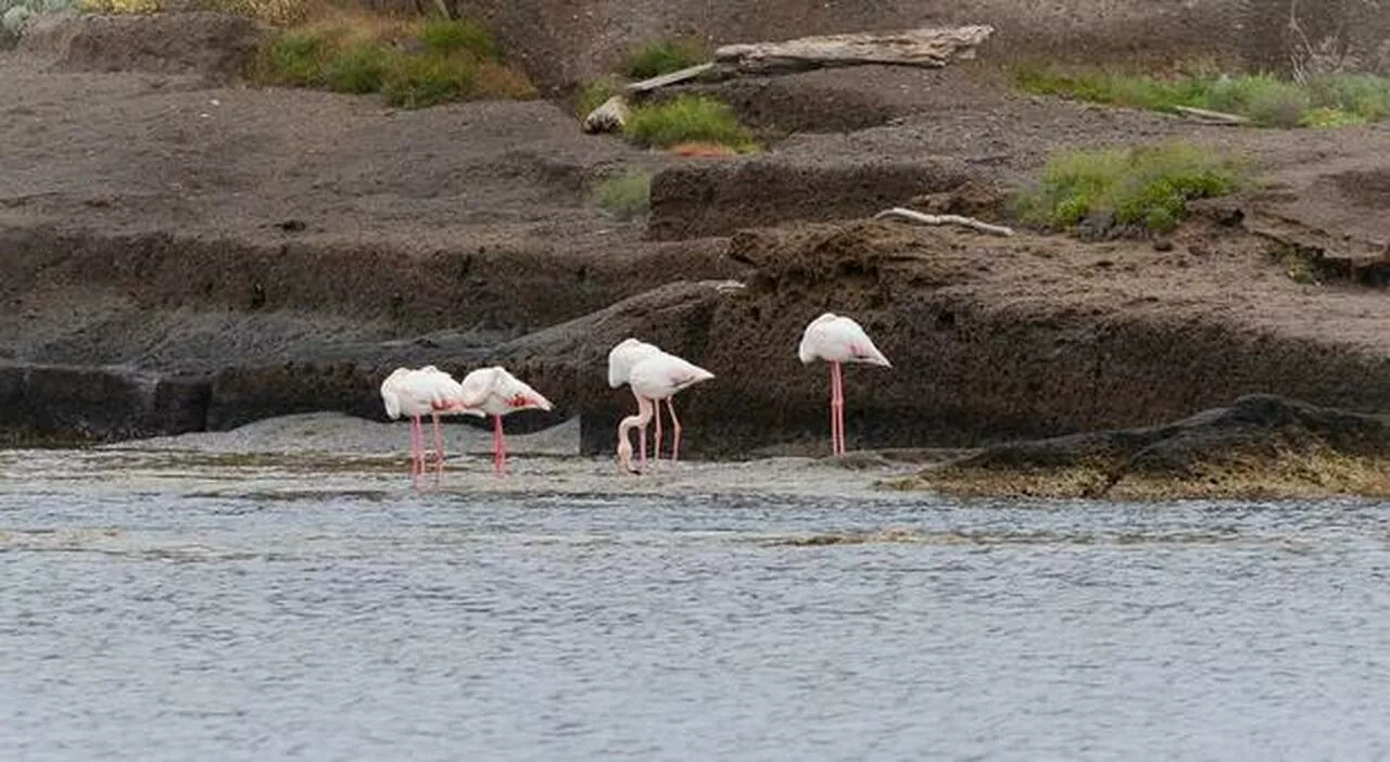 Fenicotteri stremati si fermano a Ventotene, l’appello: «Non avvicinatevi»