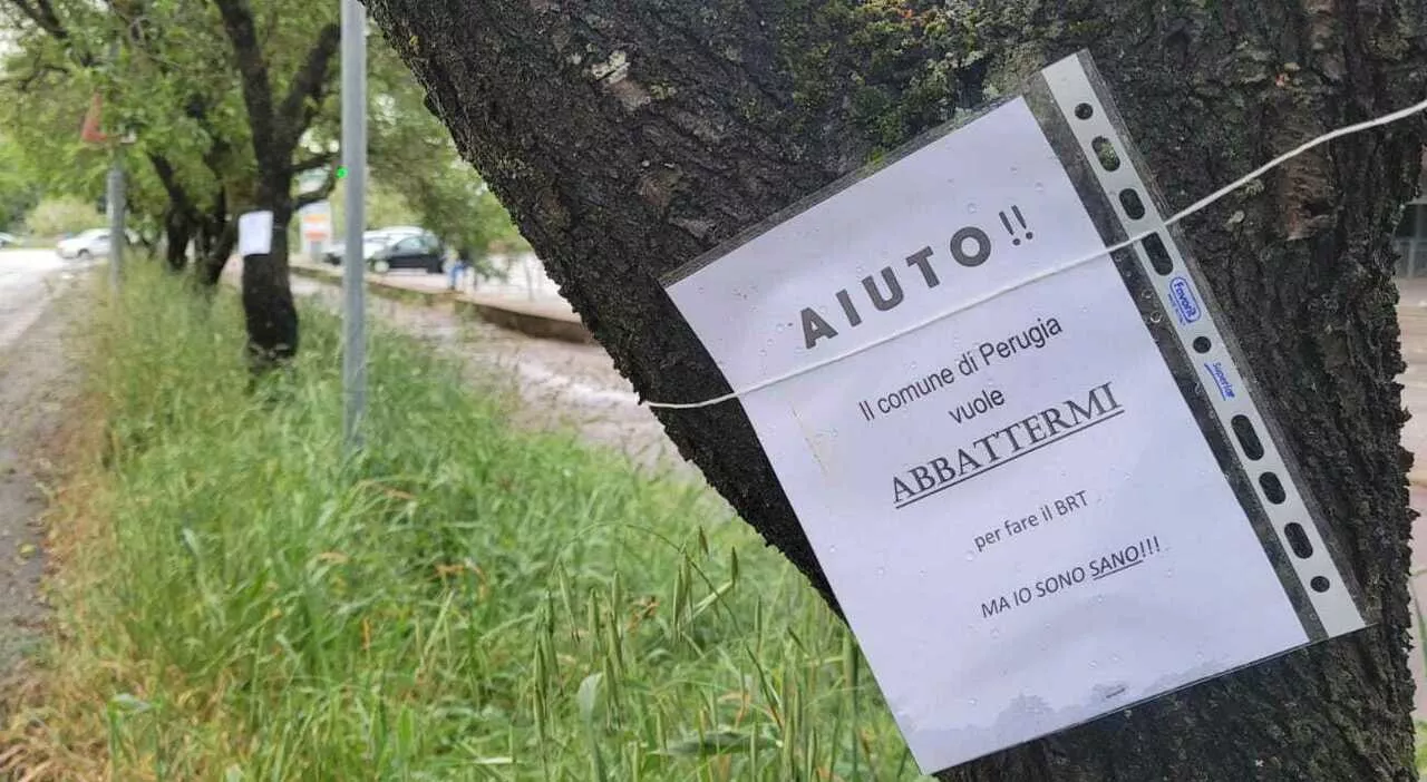 La protesta dei mandorli a Perugia: «Non abbatteteci». I residenti: «Incateniamoci». Ma il progetto è diverso