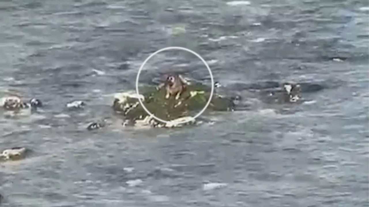 Dog stranded on rock in sea rescued by Margate RNLI following online appeal