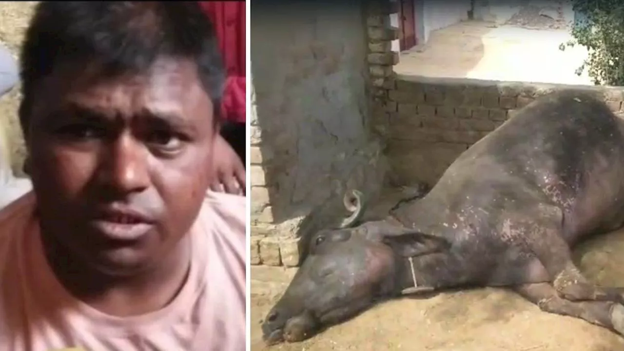 Buffalo Murder Case: युवक ने 400 रुपये के लिए कर दी भैंस की हत्या… होगा पोस्टमॉर्टम, कारण जानकर पुलिस भी दंग