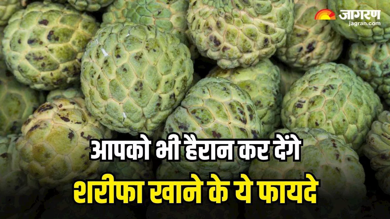 Custard Apple: इम्युनिटी बढ़ाने से लेकर डाइजेशन को बेहतर बनाने तक, जानिए शरीफा खाने के ये 4 जबरदस्त फायदे