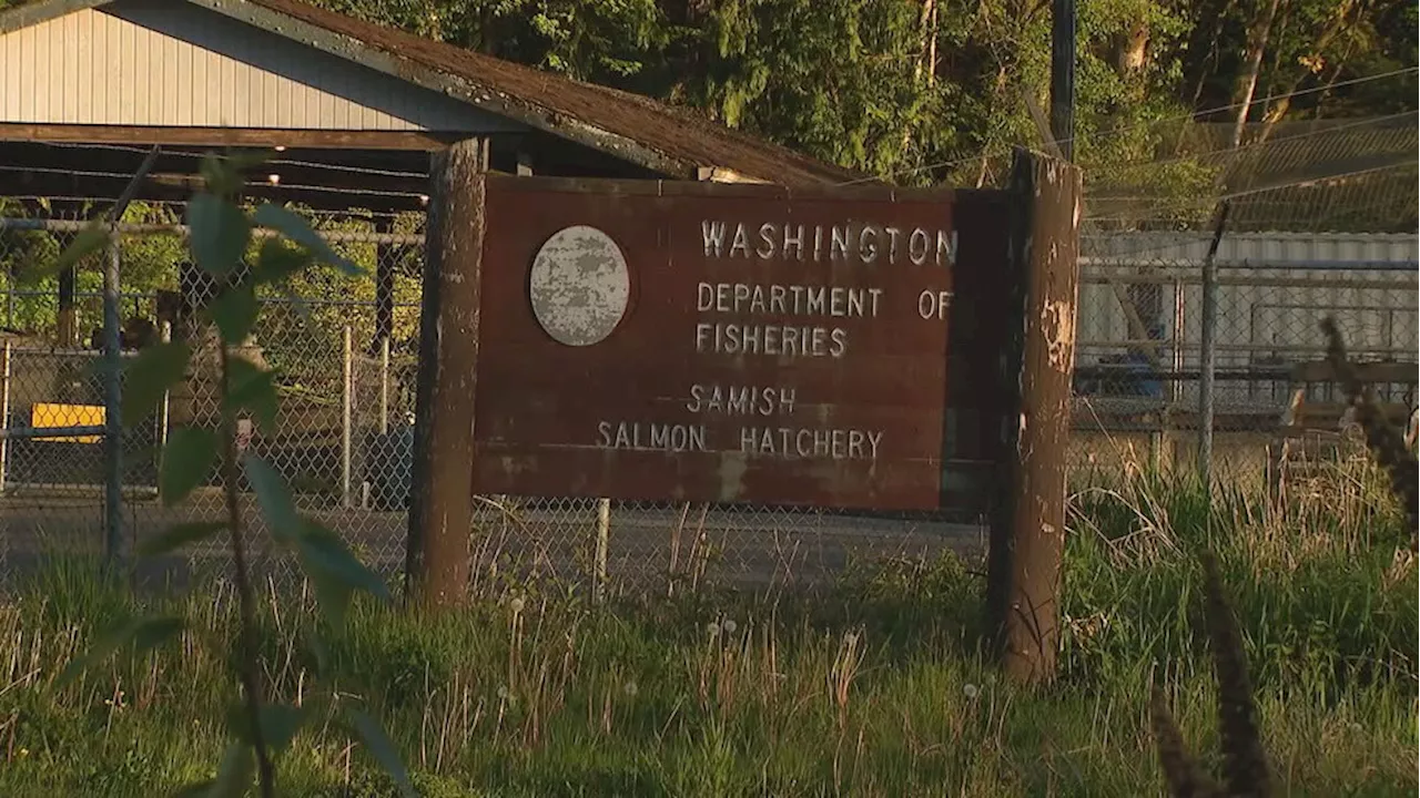 System malfunction leads to deaths of 1 million salmon at Skagit County hatchery