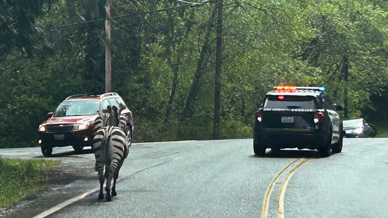 Zebra remains on the loose in Washington as officials close trailheads to keep people away