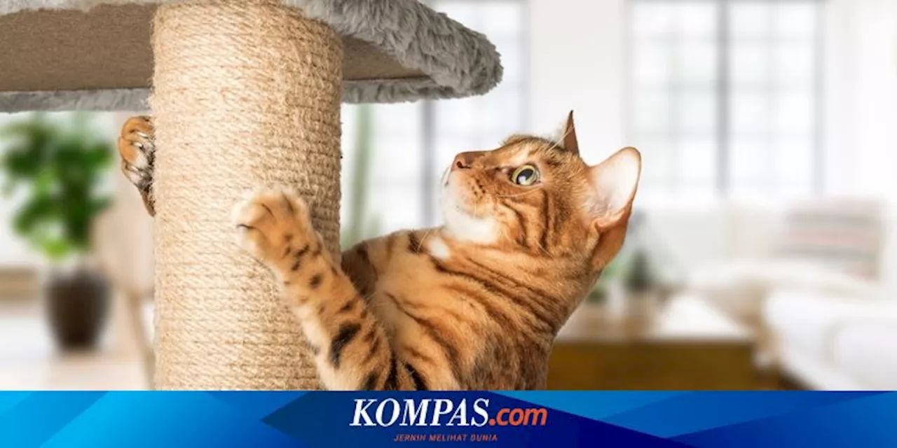 Berapa Banyak Aktivitas Fisik yang Dibutuhkan Kucing Peliharaan?