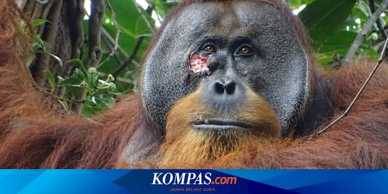 Orangutan Obati Sendiri Lukanya dengan Tanaman Herbal, Bukti Primata Cerdas