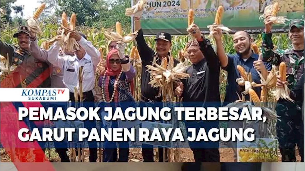 Pemasok Jagung Terbesar, Garut Lakukan Panen Raya Jagung